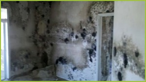 PureSpace offers mold prevention